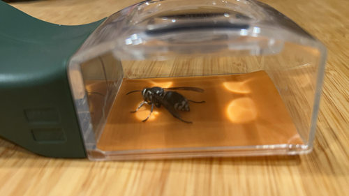 Bald-faced Hornet
