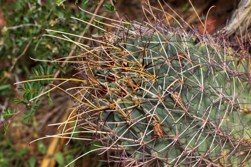 Chihuahuan fishhook cactus