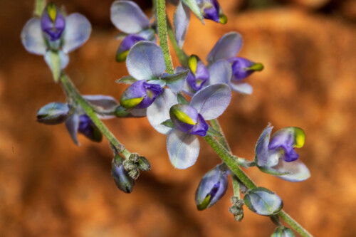 Hebecarpa barbeyana