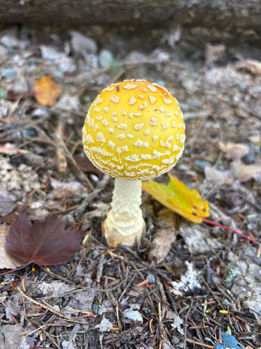 American Yellow Fly Agaric
