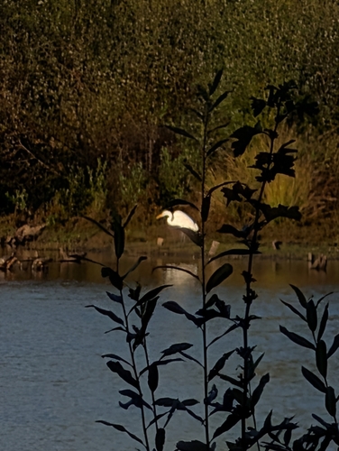 Great Egret
