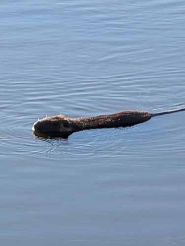 Coypu