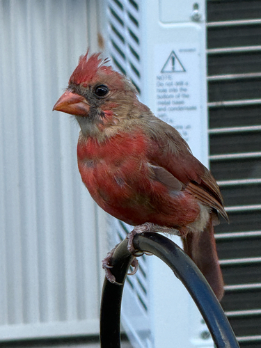 Northern Cardinal