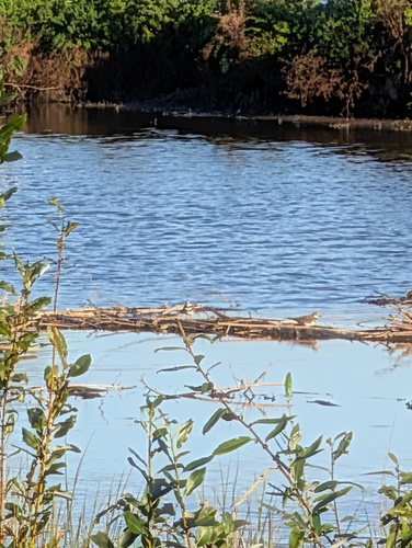 Killdeer
