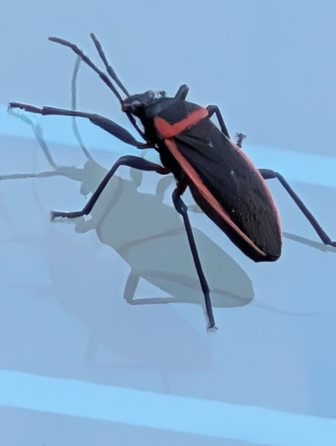 Largus cinctus