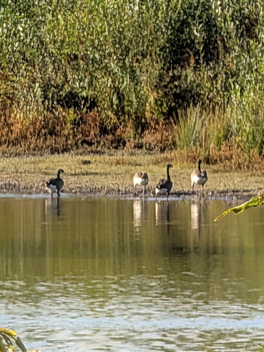 Canada Goose