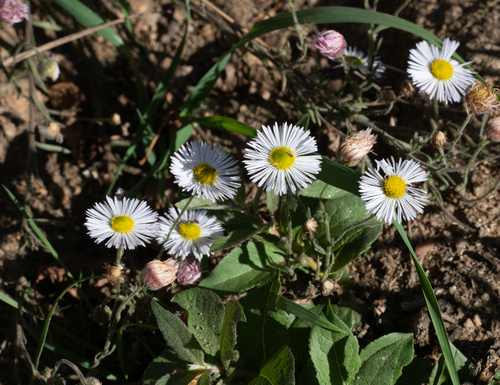 Olygotrichium