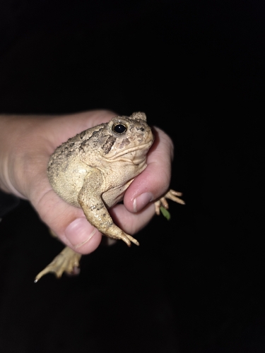 Woodhouse's Toad