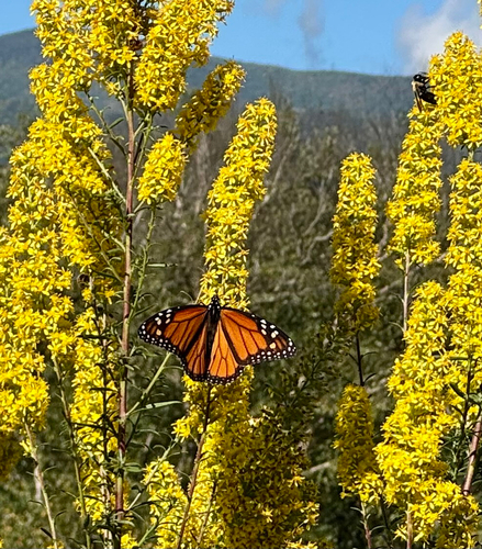 Monarch