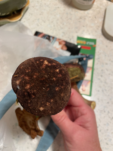 admirable bolete