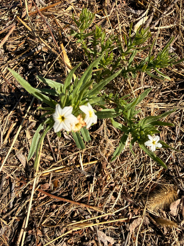 Siberian Sea-rosemary