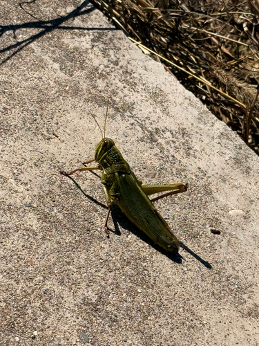 Large Green Grasshopper