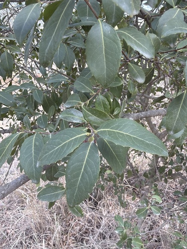 orangebark