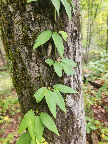 cross vine