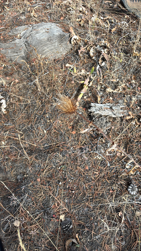 iNaturalist observation photo of Anderson's thistle