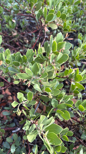 iNaturalist observation photo of Pinemat Manzanita