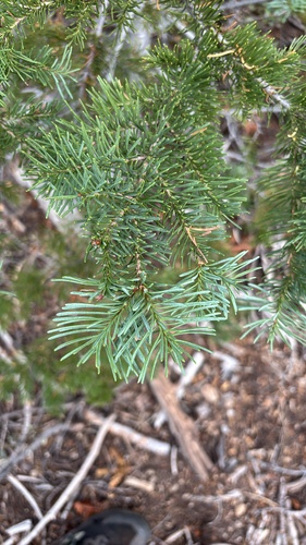 iNaturalist observation photo of firs