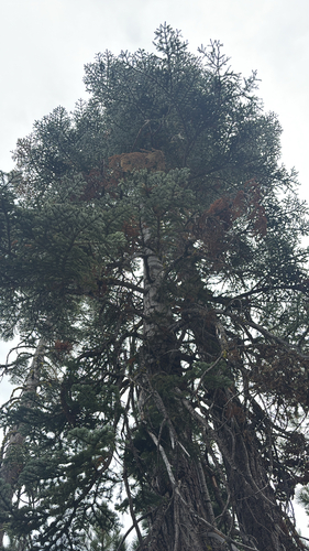 iNaturalist observation photo of red fir