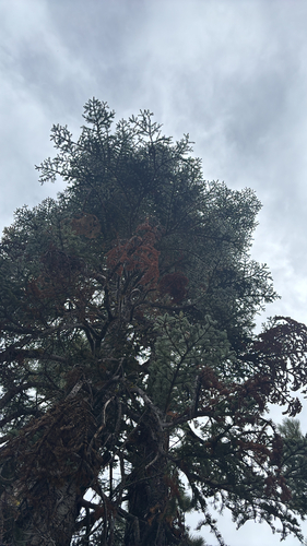 iNaturalist observation photo of red fir