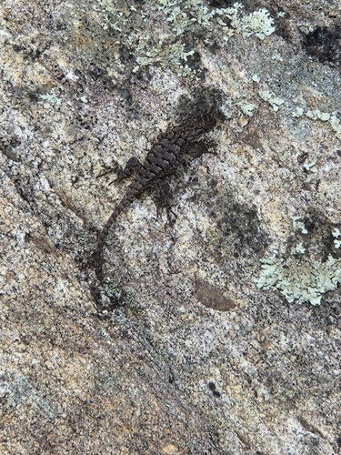 Eastern Fence Lizard
