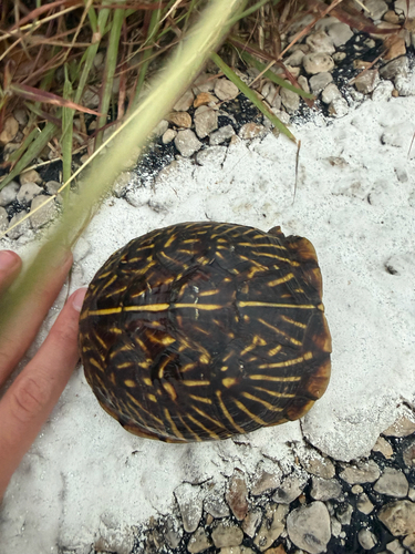 Ornate Box Turtle