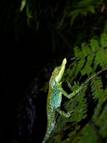 Leaf-nosed Lizard