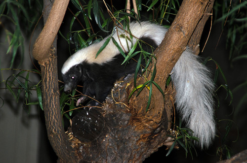 American Hog-nosed Skunk