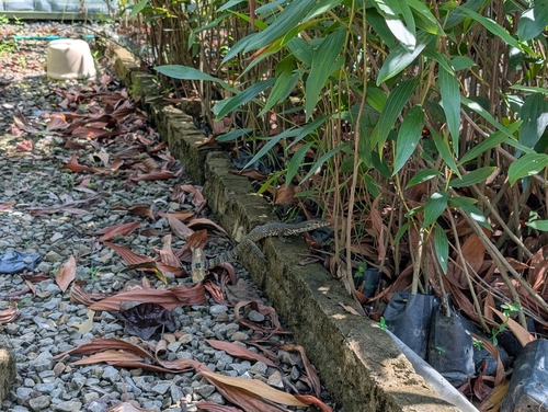 Common Water Monitor