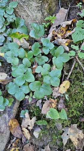 round-lobed hepatica