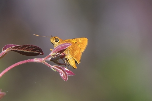 Orange Palm Dart
