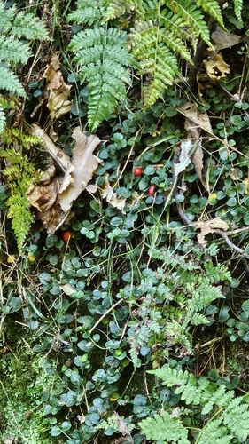 partridgeberry