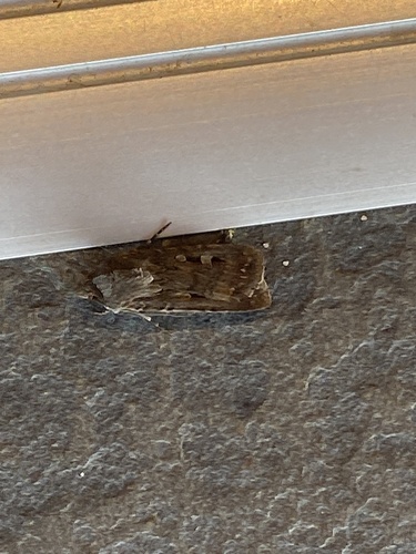 Bogong Moth