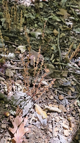 Beechdrops