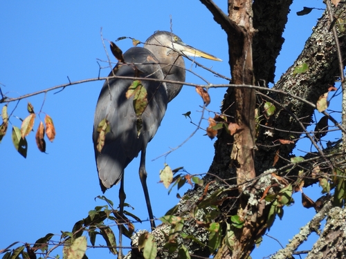 Great Blue Heron