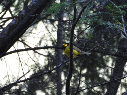 Hooded Warbler