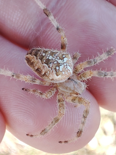 Cross Orbweaver