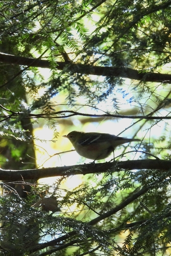 Bay-breasted Warbler