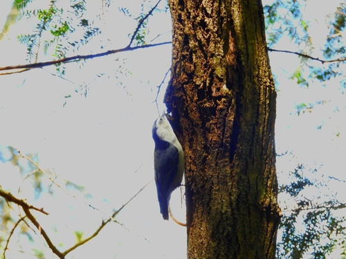 White-breasted Nuthatch