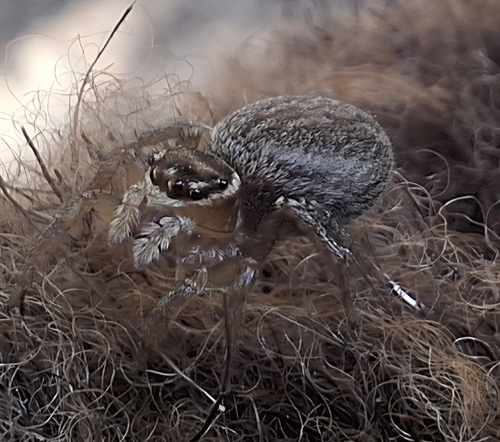 White Banded House Jumper