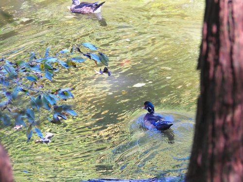 Wood Duck