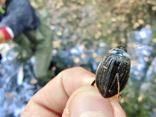 Lesser Diving-beetle