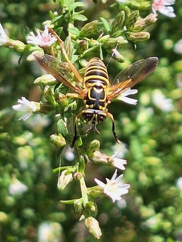 Eastern Hornet Fly