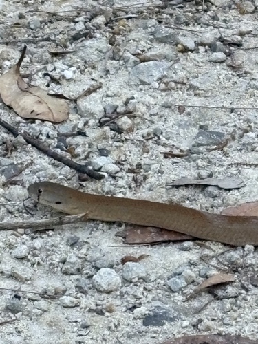 Common Scaly-foot