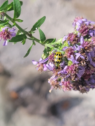 Spotted Cucumber Beetle