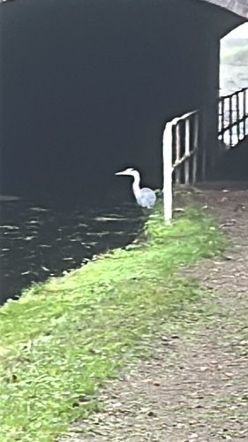 Grey Heron