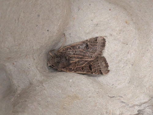 Lunar Underwing