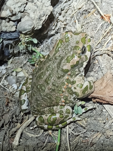 Green Toad