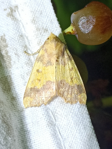 Barred Sallow