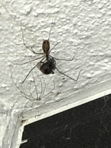 Marbled Cellar Spider