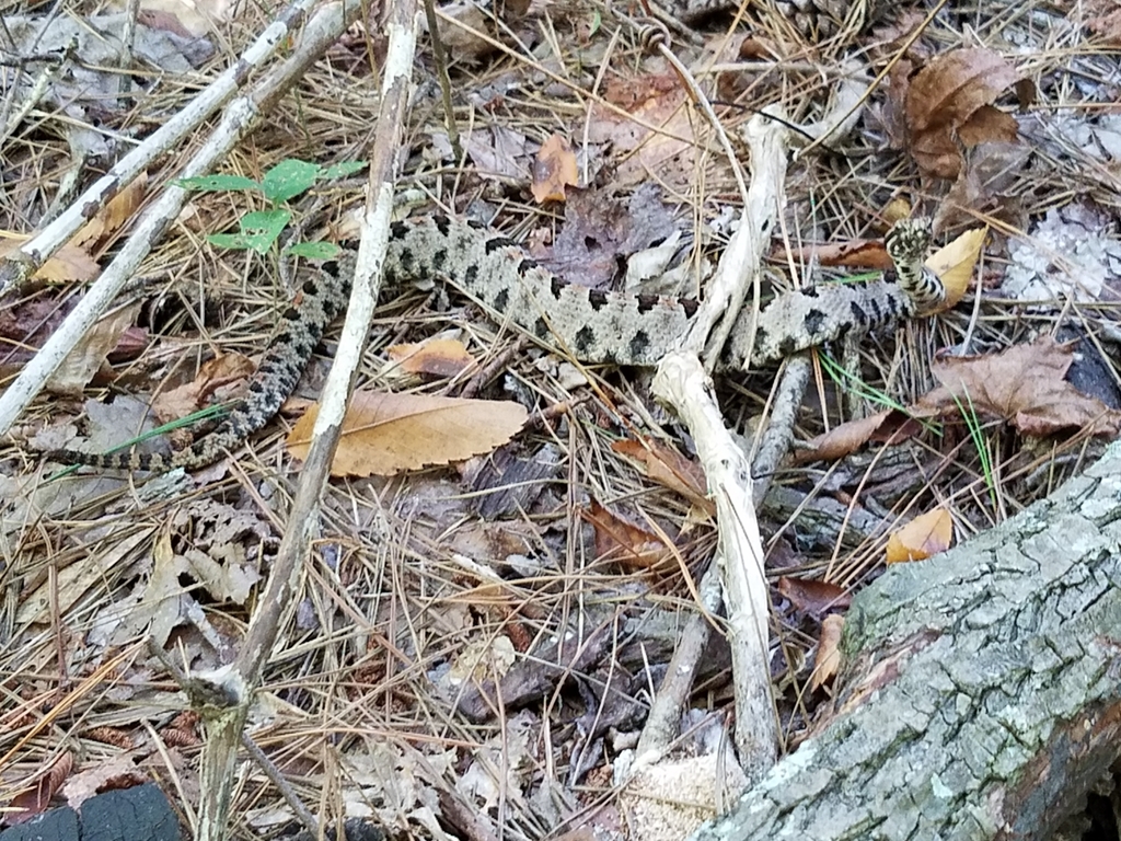 Western Pygmy Rattlesnake In September 2016 By Brian Cockrell · INaturalist